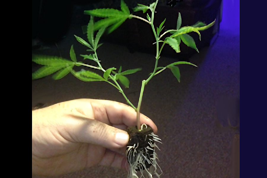 7 Marijuana Growing Tips Every Grower Needs to Know