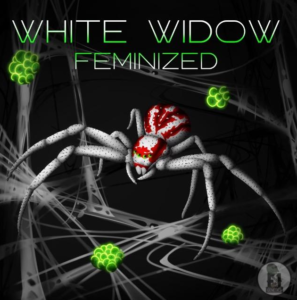 White Widow S1